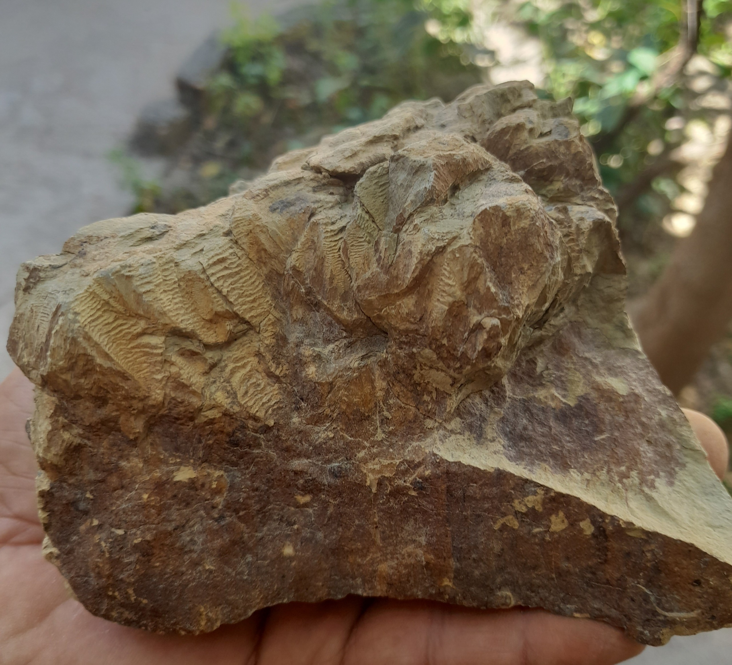 فسیل گیاهان  شاخ و برگ درختان