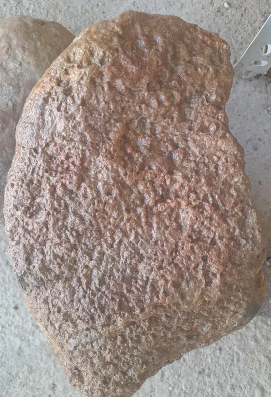 تجمع فسیل در بستر سنگ دو کیلوی