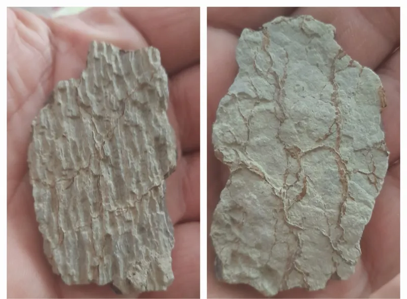 یه عدد فسیل پوست درخت پشت رو مطابق تصویر