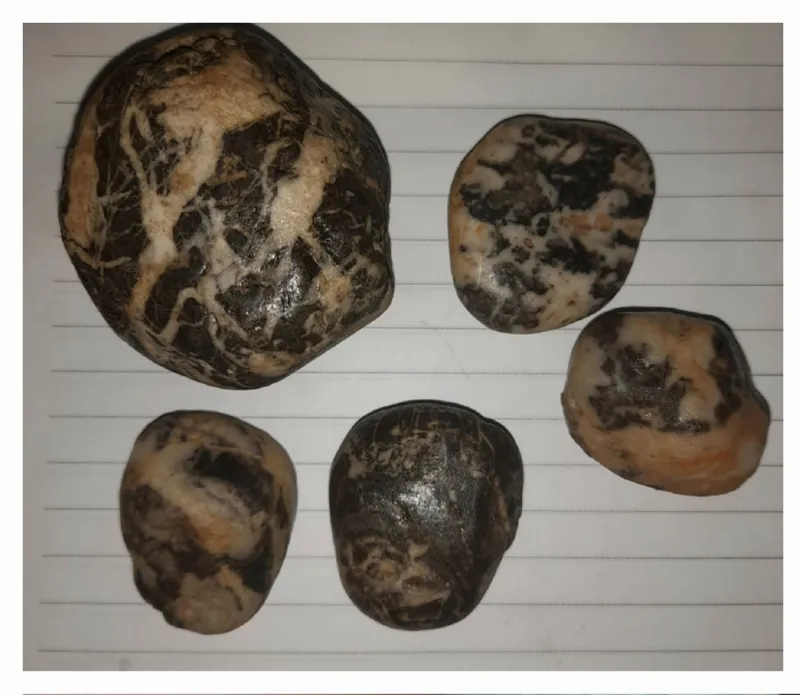 5 عدد سنگهای فسیلی زیبا مطابق تصویر