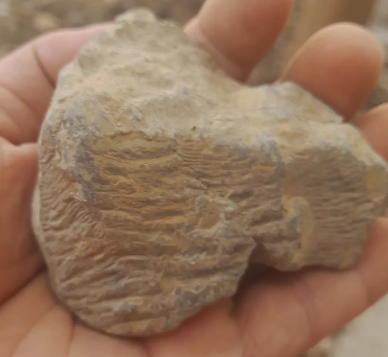 فسیل سنگنگاره گیاهی برگ