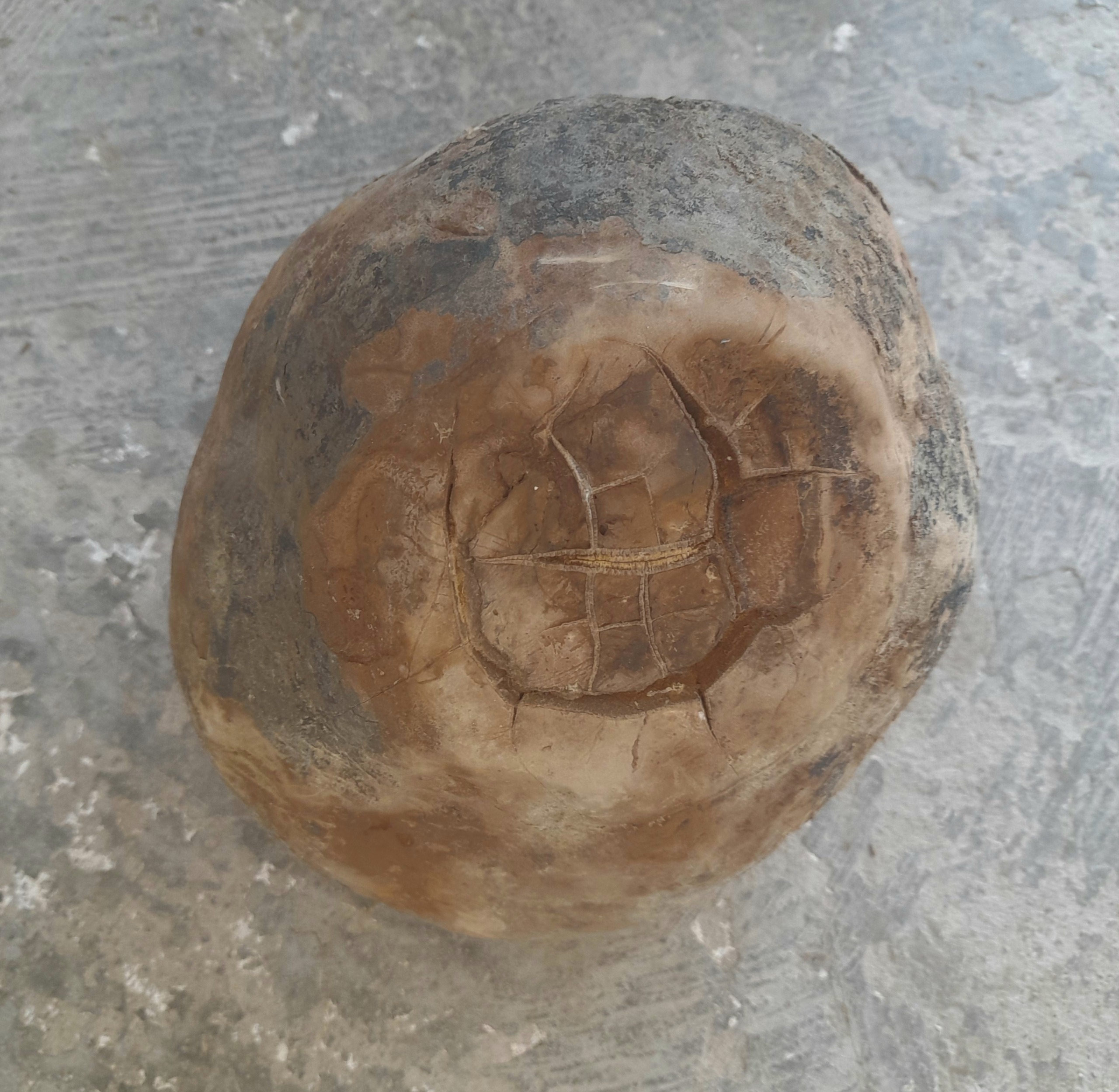 سنگگاره فسیلی توپی بزرگ