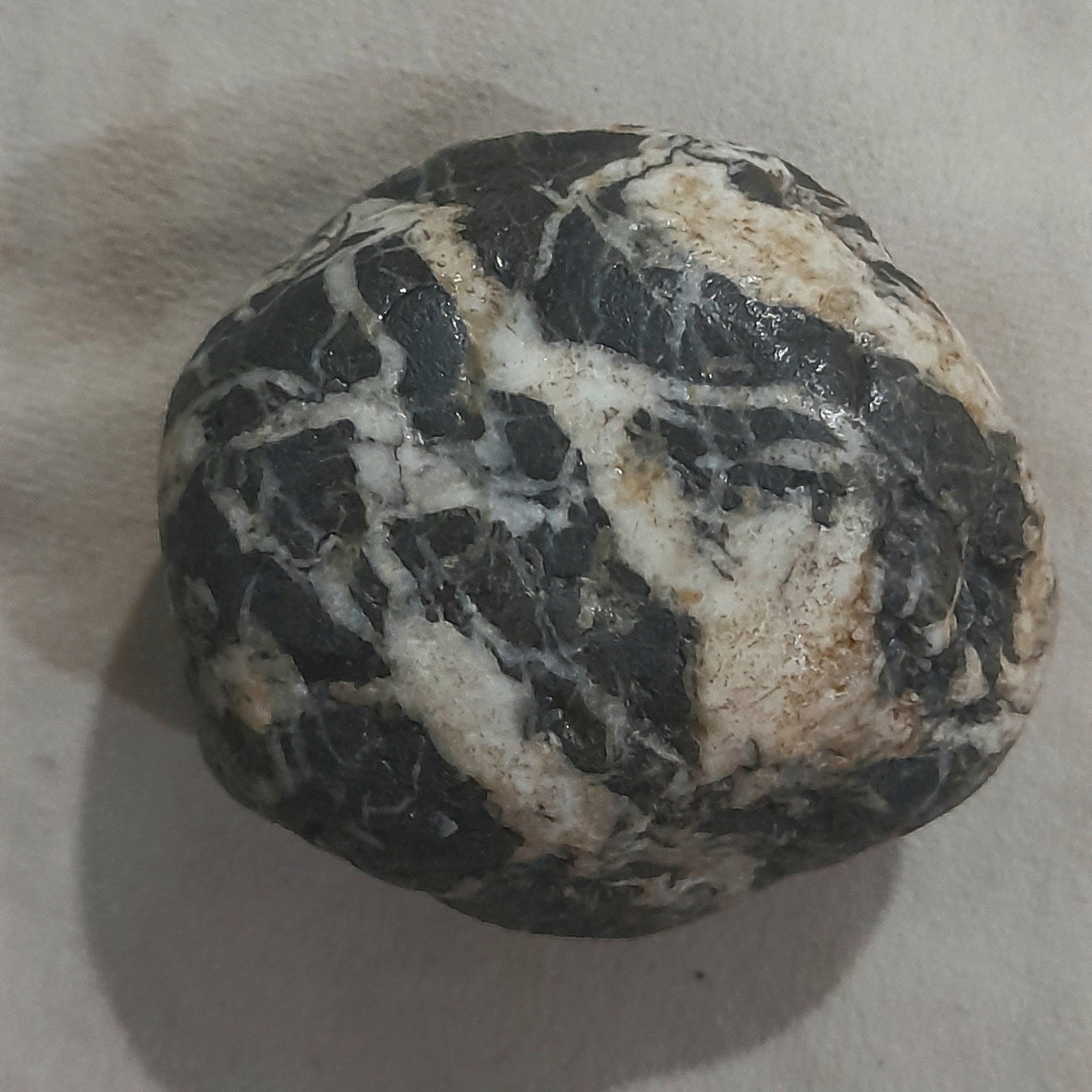 سنگ طبیعی فسیلی گیاهی