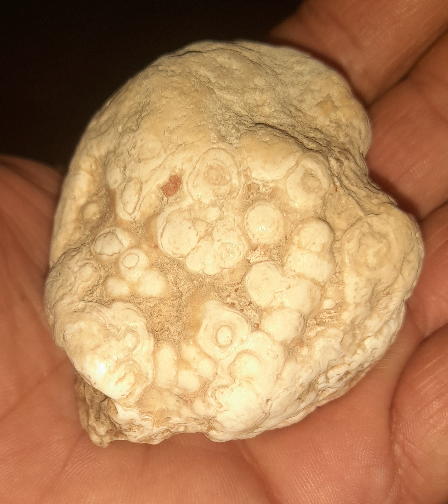 یک فسیل یا سنگنگاره