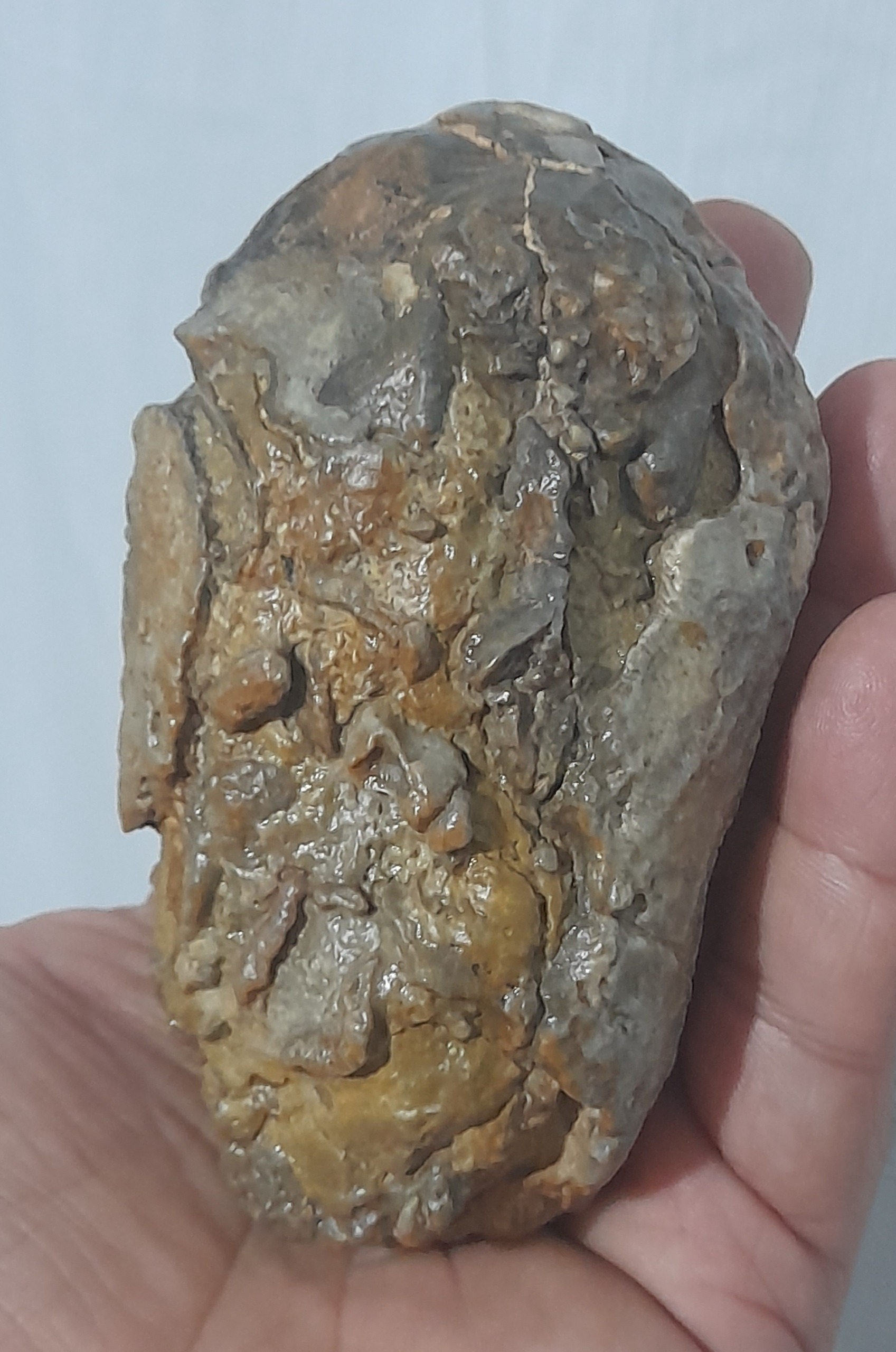 چندین فسیل بربستر سنگ