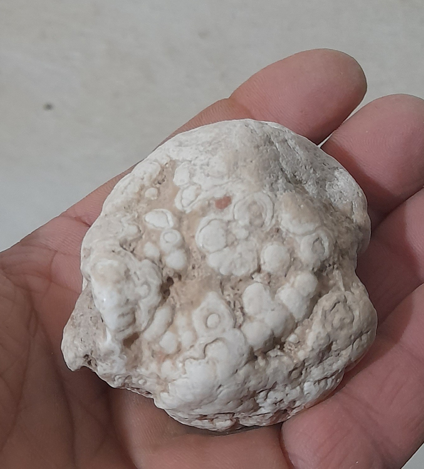 یک سنگ فسیلی مطابق تصویر