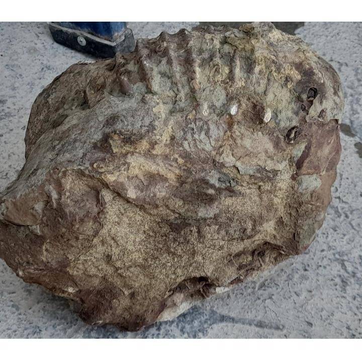 فسیل غولپیکر بالای ده کیلو