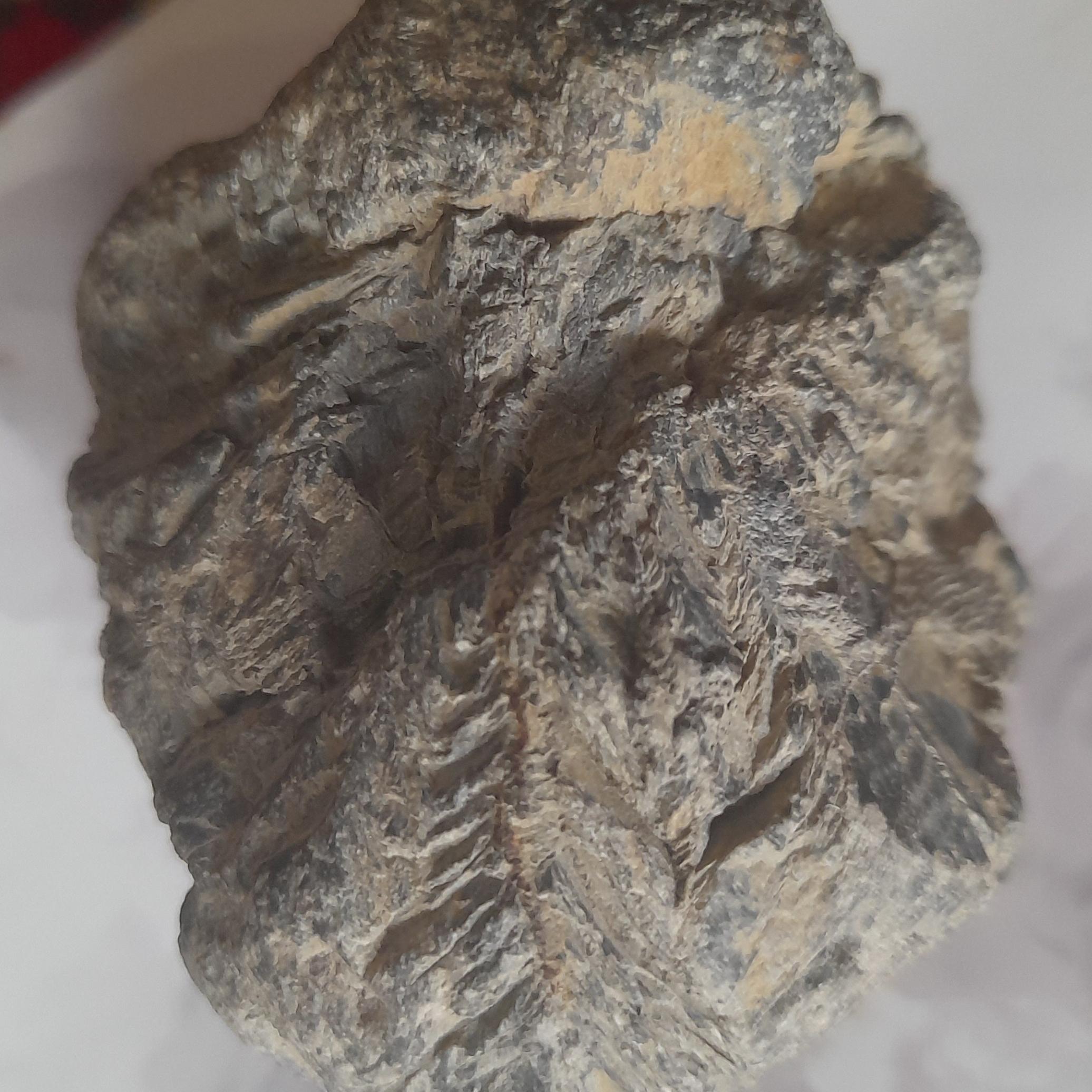 یک سنگ فسیلی برگ شده