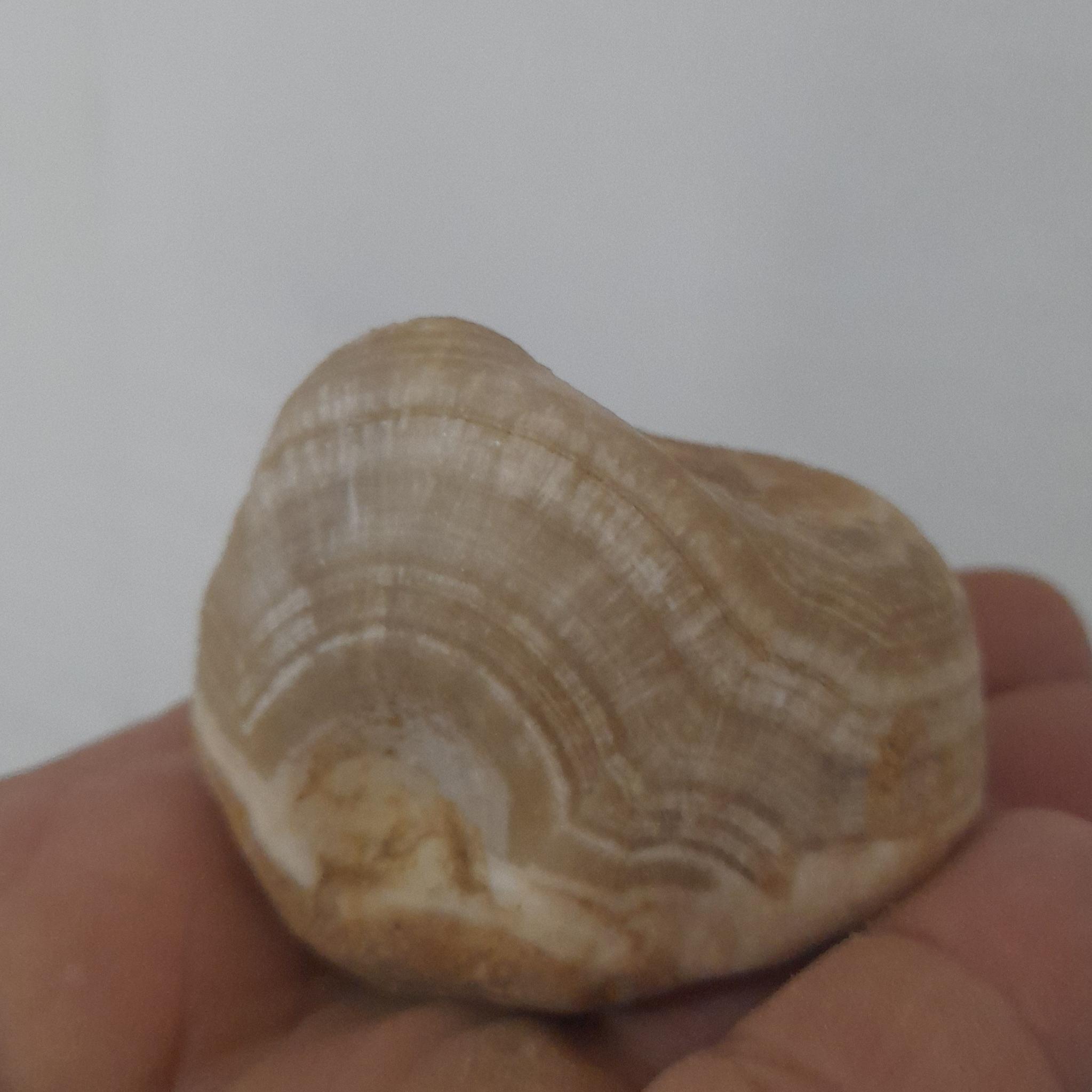 سنگ راف طبیعی اراگونیت