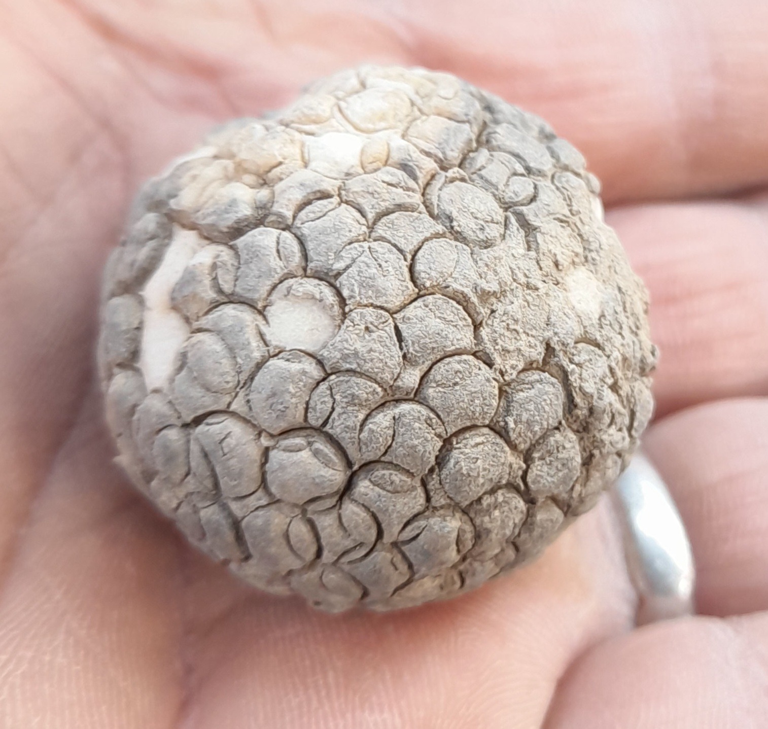 فسیل و سنگنگاره قدیمی توضحیات دارد