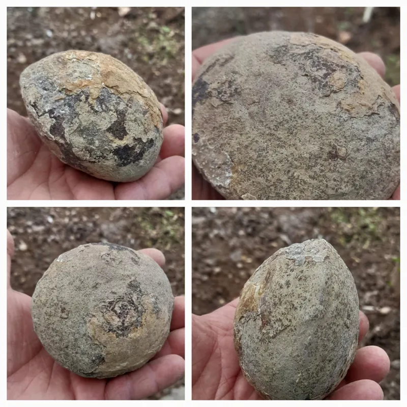 سنگ راف توپی و گرد فسیل دارد