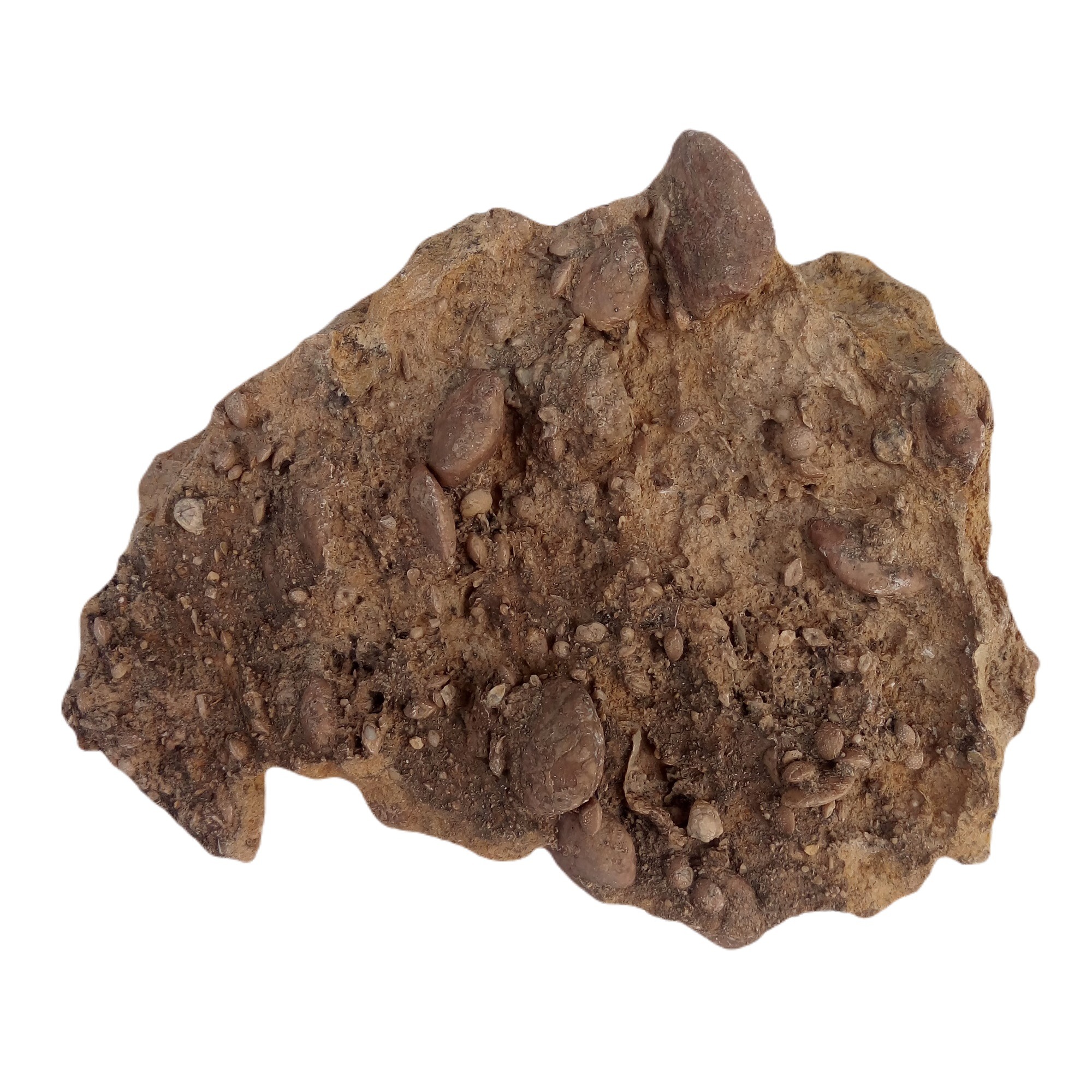 نومولیت تجمعی کد5