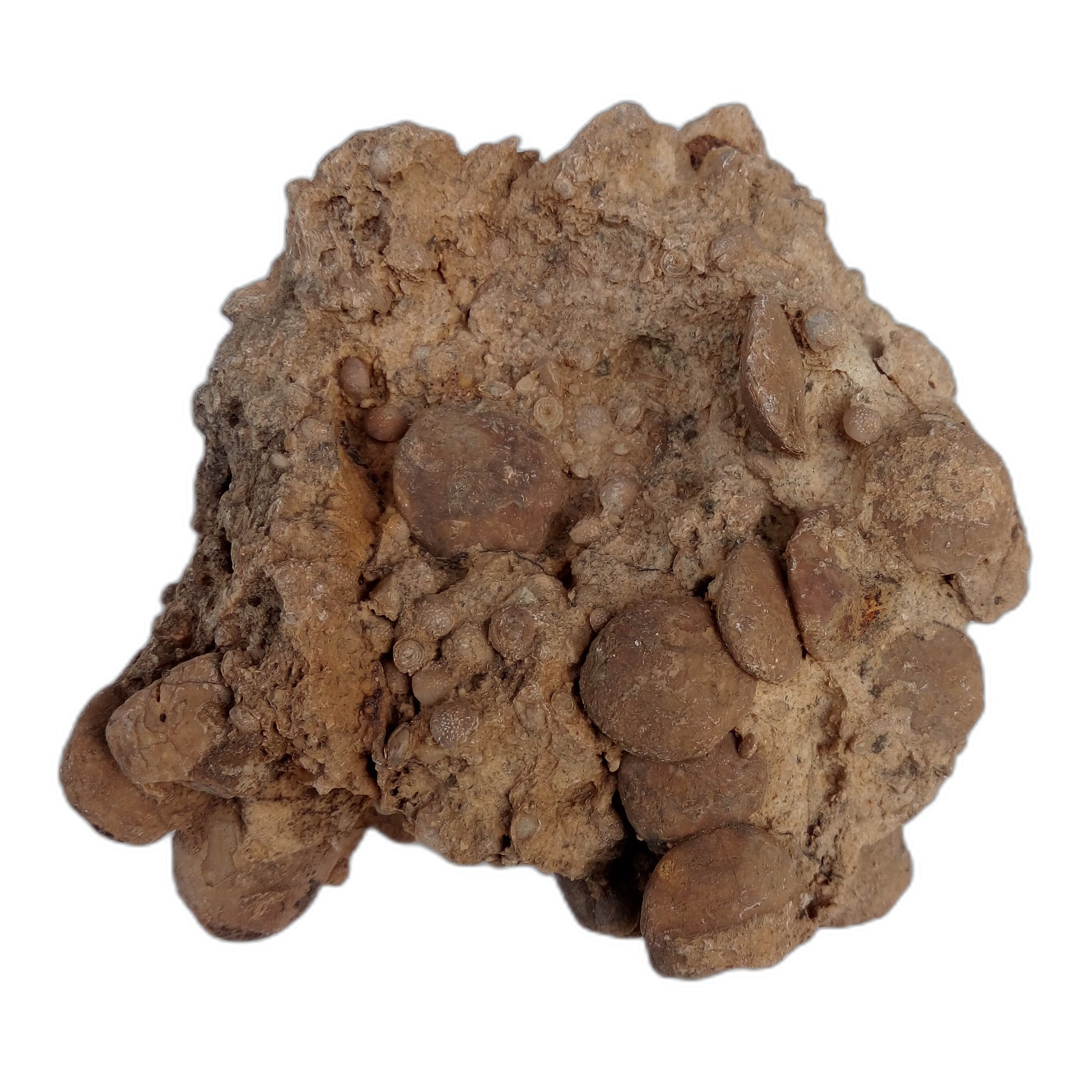 نومولیت تجمعی کد6