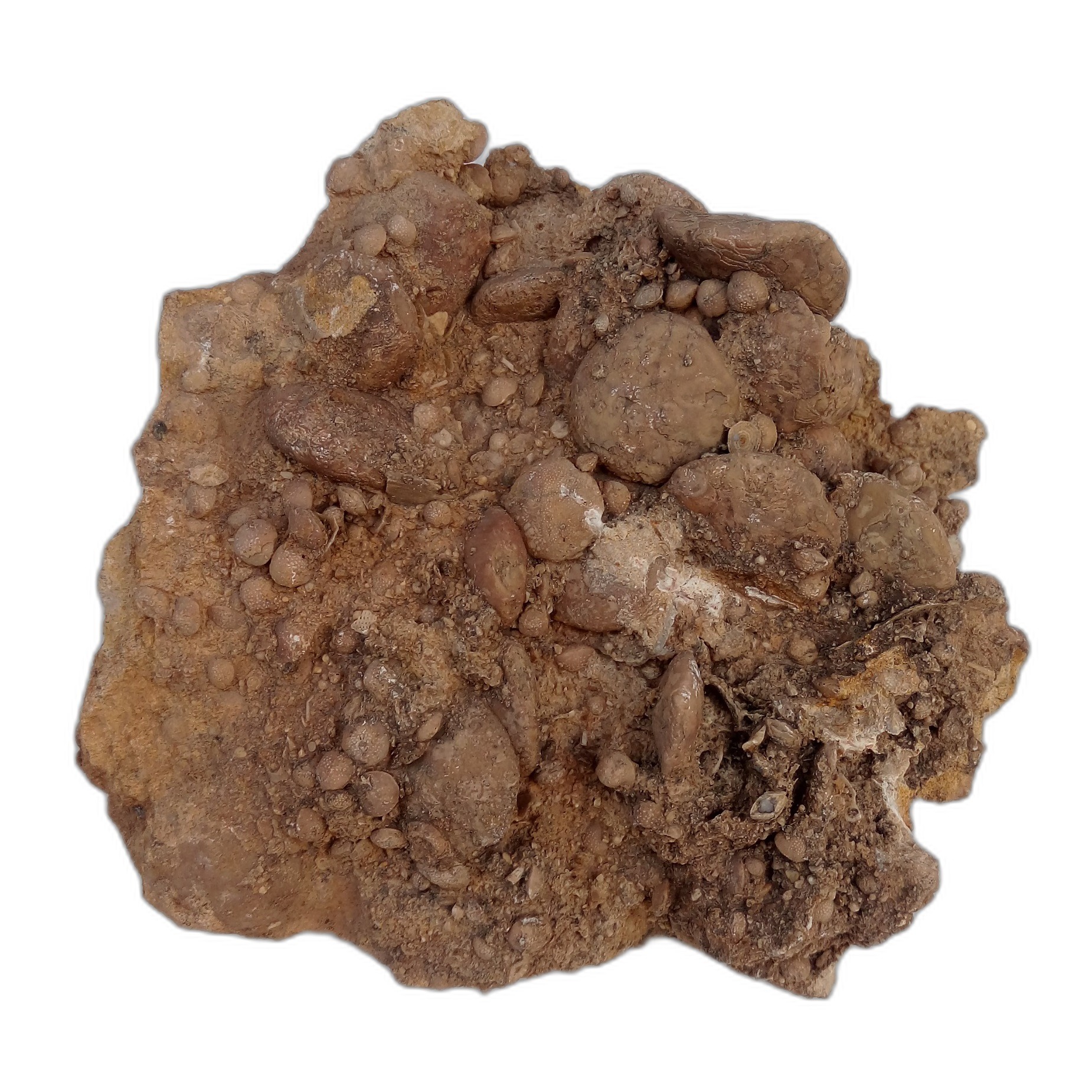 نومولیت تجمعی کد7