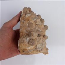 نومولیت