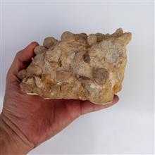 نومولیت