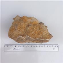 نومولیت