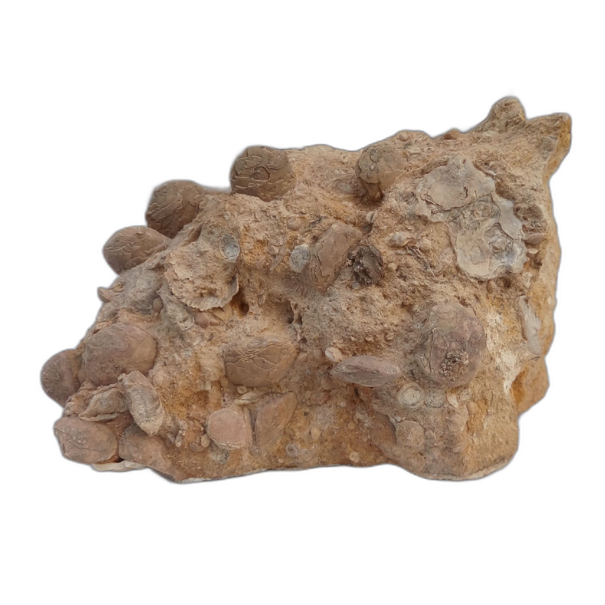 نومولیت تجمعی کد8