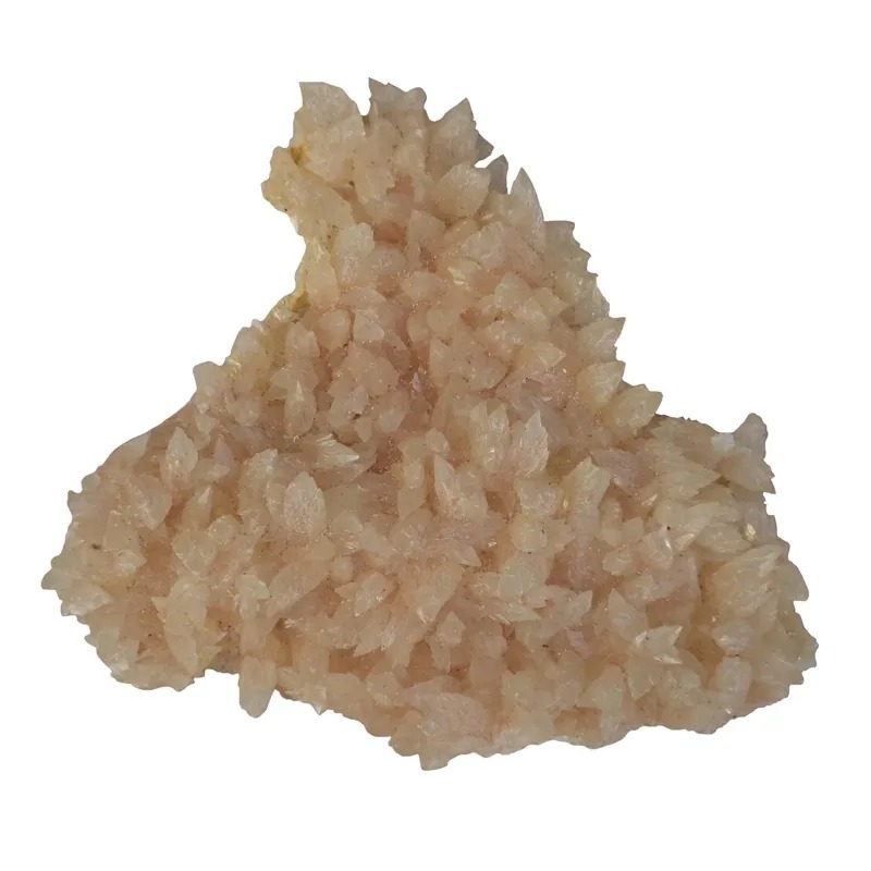 کلسیت دندان سگی زیبا
