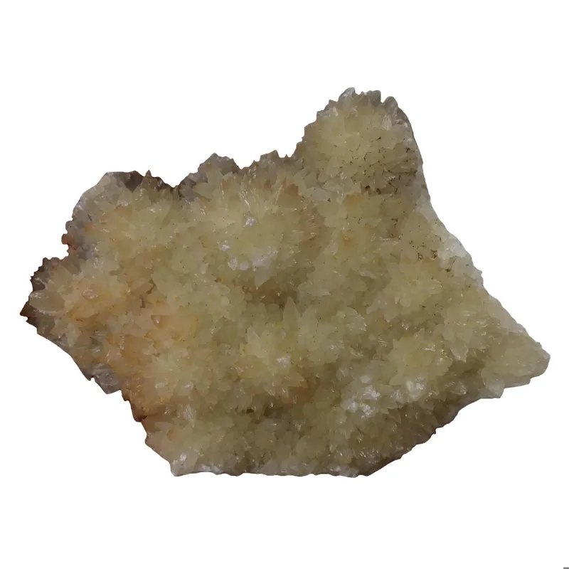 کلسیت دندان سگی زیبا