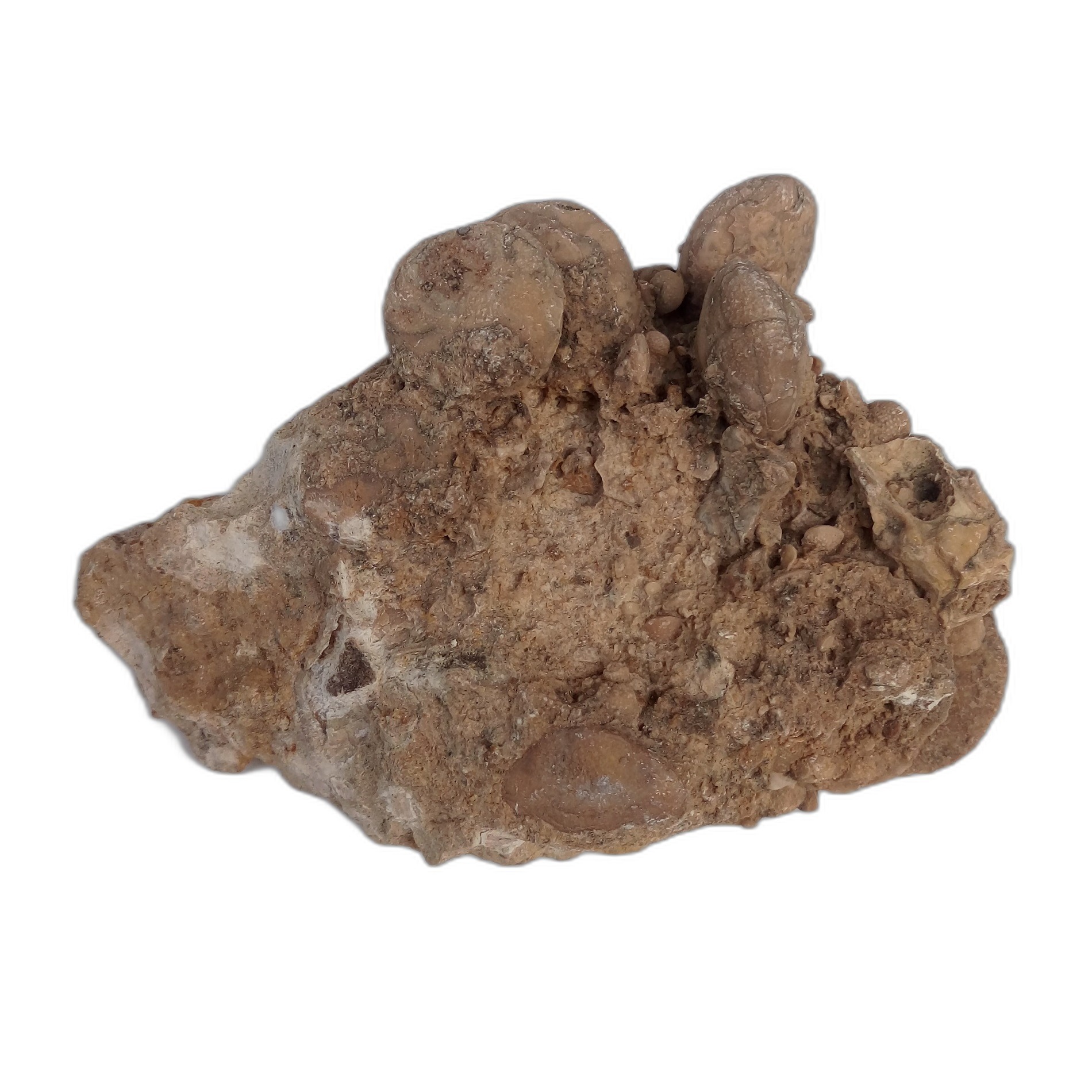 نومولیت تجمعی کد4