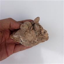 نومولیت