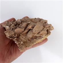 نومولیت