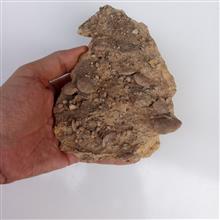 نومولیت
