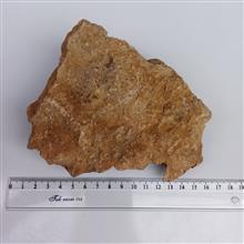 نومولیت