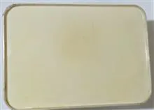 قوطی
