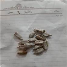 تخمه
