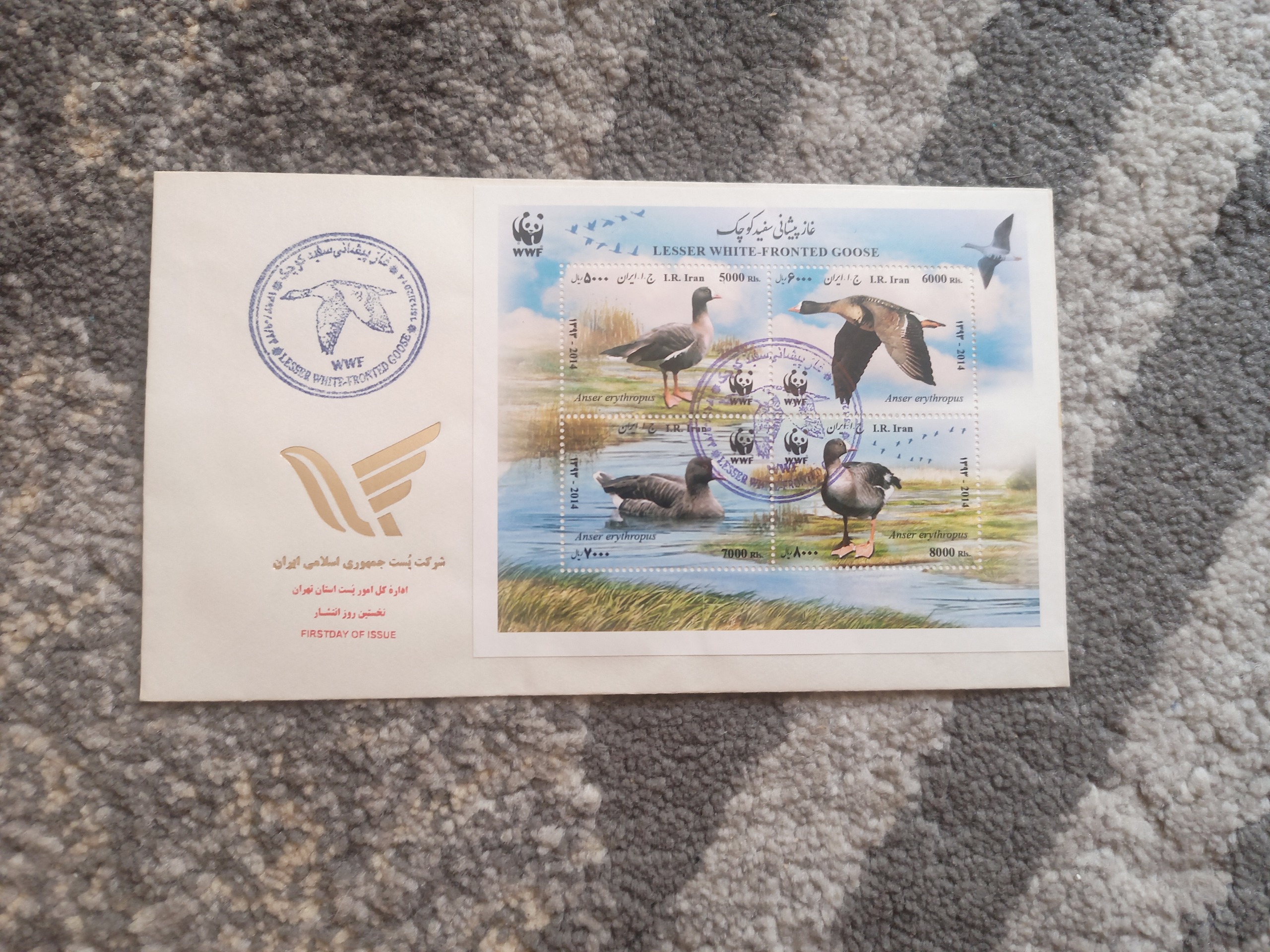 غازپیشانی سفید کوچک