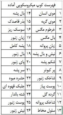 اسلاید