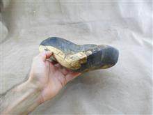 میوه