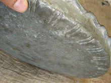 مجمع