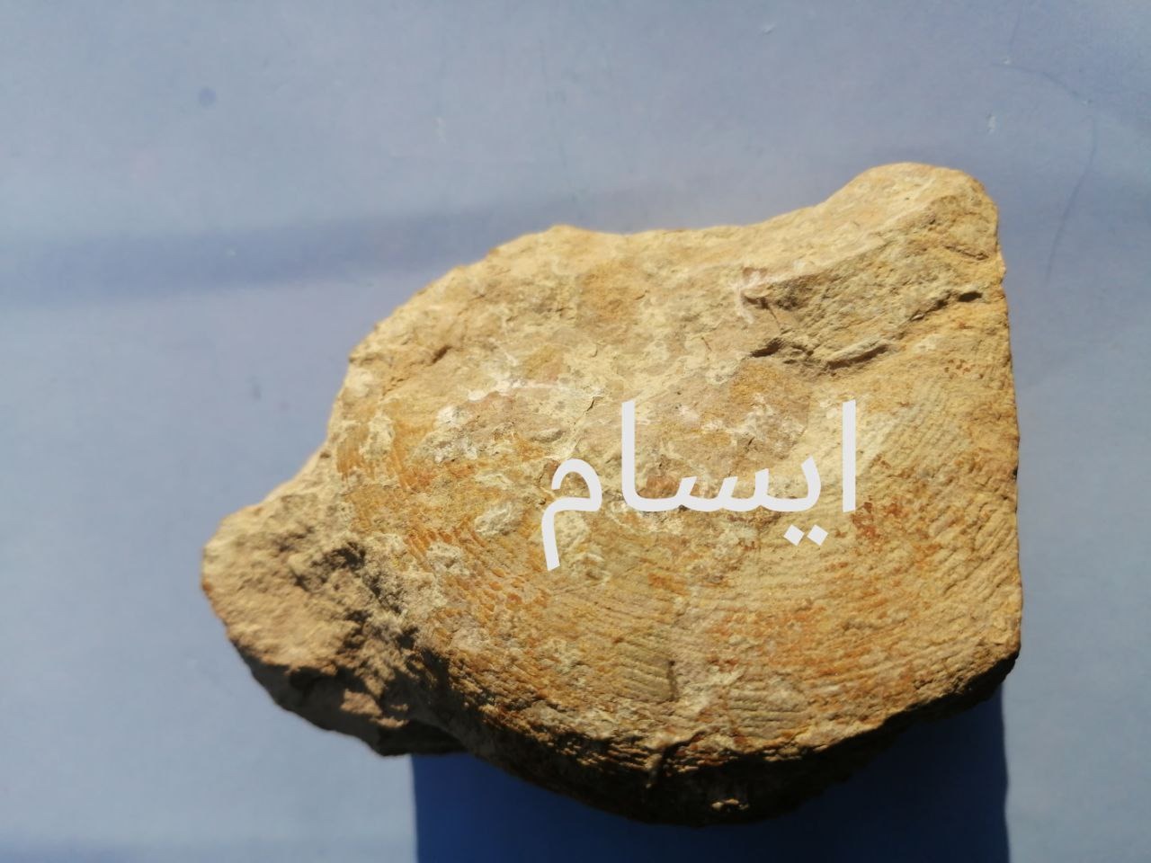 فسیل کمیاب آمونیت ژوراسیک