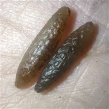 مهره