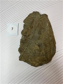 فسیل