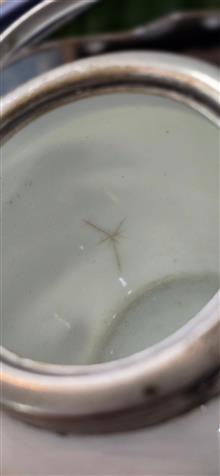 جینجر