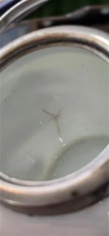 جینجر