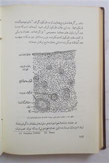 بدن