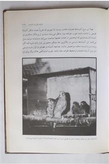 قوشبازی