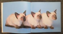 Siamese