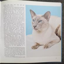 Siamese