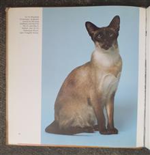 Siamese