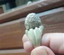 انگشتر