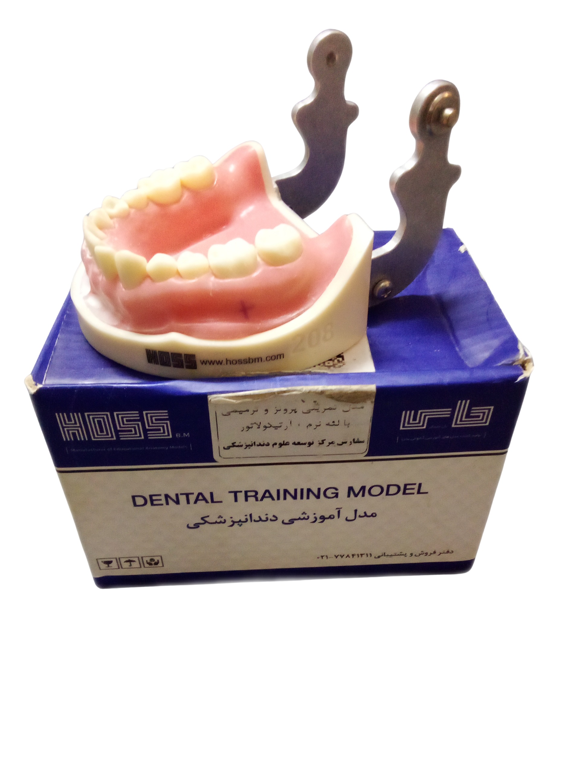 ماکت آموزشی دندان و لثه