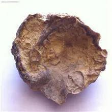 فسیل