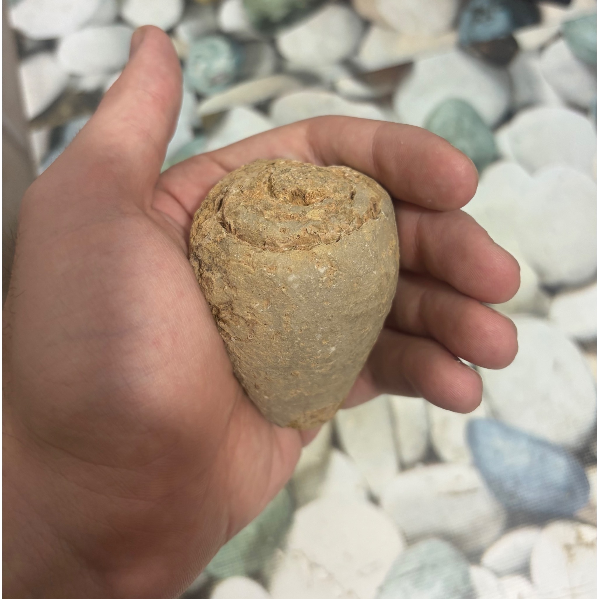 فسیل شکمپا | Gastropod Fossil