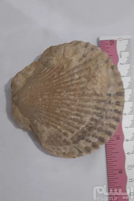 فسیل صدف بسیار قدیمی و فوق کلکسیونی